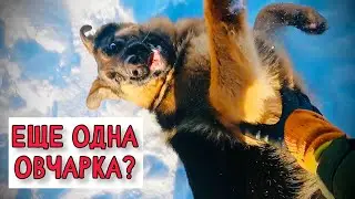 ЗНАКОМСТВО С НЕМЕЦКОЙ ОВЧАРКОЙ