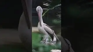 The Magnificent Pelicans #shorts #beautiful #birdslover