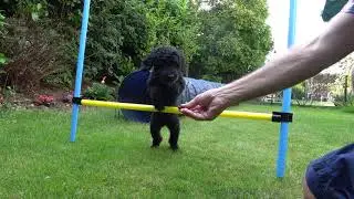 Doggysitting.ch, Beschäftigung des Ferienhundes mit Agility-Training