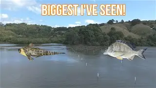 Some of the BIGGEST Flathead and Bream I have ever seen!