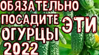 ПЯТЬ  УРОЖАЙНЫХ СОРТОВ ОГУРЦОВ, КОТОРЫЕ САЖАЮТ У НАС В ДЕРЕВНЕ.