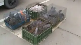 Ярмарка голубей г.Славянск-на-Кубани 18.02.2024г. 7часть