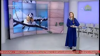 2018 11 29 ПТИЦЫ фРАГМЕНТ