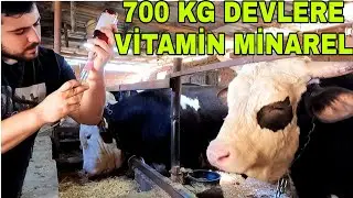 BESİ DANALARINA VİTAMİN YAPTIM~KESİM ZAMANI YAKLAŞIYOR
