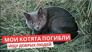 У Кошки Погибли Котята. Кошки Задонского монастыря.