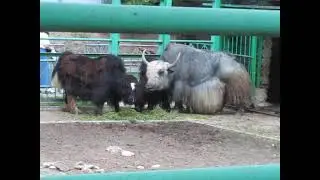 Овцебыки гродненского зоопарка