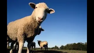 #Обращение Синие трусы