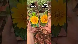 Samsung S23 Ultra vs S24 Ultra Camera Test 