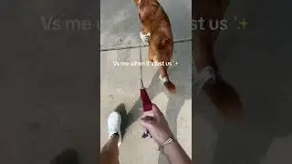 #dogshorts #reactivedogs