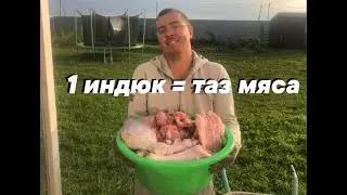Сколько весит один индюк Хайбрид конвертер. Мясо складывать некуда!