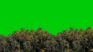 wind blowing leaves green screen
