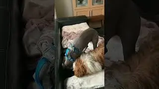 🐶Фроська, Ивашка и баночка.