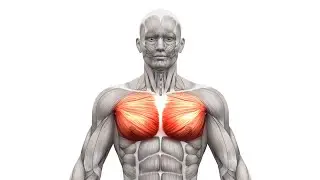 ПРОКАЧКА ГРУДНЫХ МЫШЦ В ДОМАШНИХ УСЛОВИЯХ