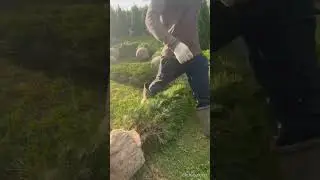 Выкопка туи западной Смарагд