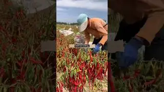 Chili Harvest #agriculture #farming
