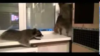 ЕНОТЫ ОТЖИГАЮТ