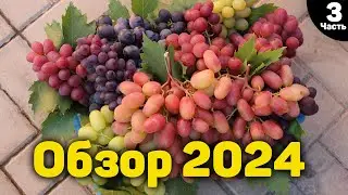 Обзор ультраранних и ранних сортов винограда - 2024 - Часть 3 🍇📸