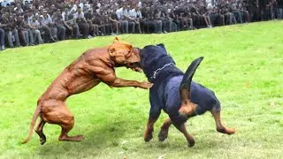 جنگ  سگ پیت بول و روتوایلر | pitbull vs Rottweiler