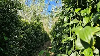 Como ta a nossa pimenta plantada na moringa 😊😘