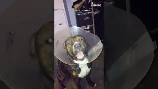 Pet's Attitude | Hilarious Dog Refuses to Go Outside!