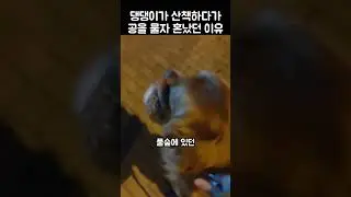 산책하다가 공인 줄 알고 물었던 댕댕이의 결말