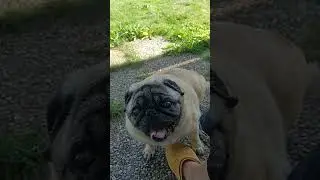PuCute Pug Adventures: Fun Times with Our Pug!