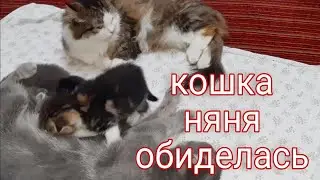 КОТЯТА УШЛИ К МАМЕ, ТЁТЯ СИМОНА ОБИДЕЛАСЬ.