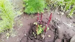 Черенки под баночкой/в мире интересного/ 