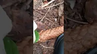 Камень.