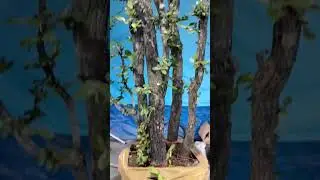 cụm rừng 200k LH 0366169369 zalo