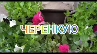 Сохраняю вегетативную петунию на 2022 год