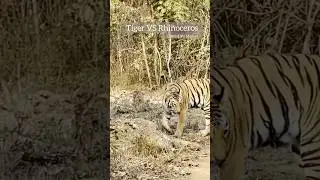Tiger Vs Rhino movement | Show stopper of Umred Kharandla and Manas