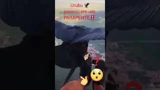 Urubu pousou no PARAPENTE❗Em Pleno Voo‼️🦅😱 