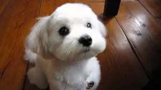 ふんわりふわふわカットスタイル★マルチーズのミシェルちゃん♪