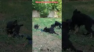 Щенки немецкой овчарки. Питомник ПРОГРЕСС К-9. #dog #dogs #germanshepherd #puppydog #puppy #gsd