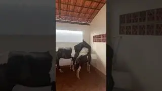 Cavalos natural de picadas! Haras Riacho Claro #cavalo #cavalos