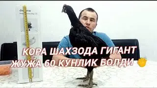 КОРА ШАХЗОДА ГИГАНТ ИШКИБОЗЛАР УЧУН 🔥🔥🔥