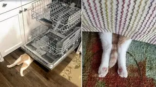 Every Time He Hides, This Cat Is Sure No One Can Find Him