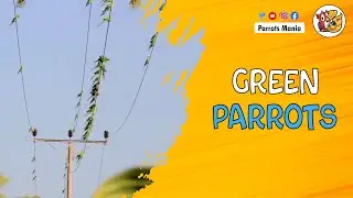 Green Parrots