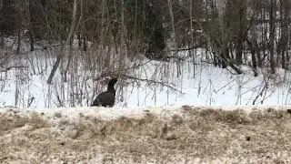 Глухарь в поселке
