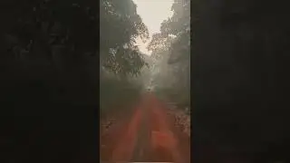 #tiger