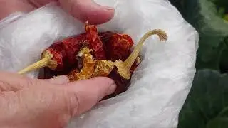 Борьба с вредителями на капусте. Начало уборки картофеля.