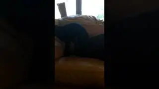 Dog humps pillow