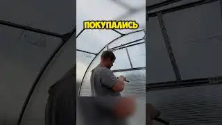 В такую жару спасти свои посадки в теплице