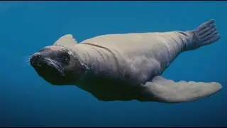 Sea Lions Gift Fish To Marlin & Robot Spy Sea Lion!