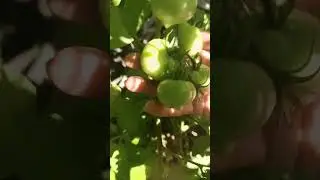 Небольшой обзор томатной грядки в открытом грунте. Томат " Примадонна".#томаты