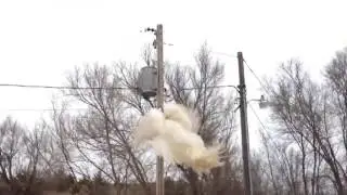 White peacocks flying