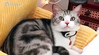 The Collar Camera CM-02 That Reveals Your Cat's Secret Life