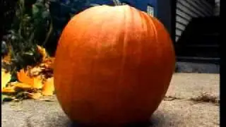 The Life and Death of a Pumpkin