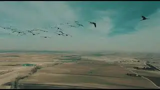 Volando con las grullas